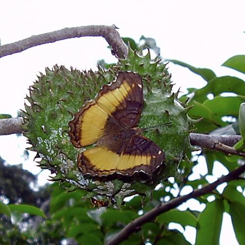 Eurytela dryope